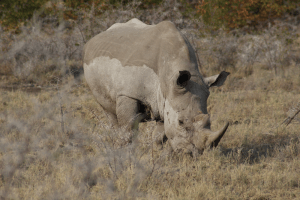 Namibia fails in attempt to legalise rhino trade